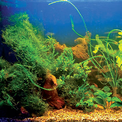 Украсьте свой аквариум яванским мхом: все, что вам нужно знать