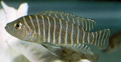 Neolamprologus similis (Buscher, 1992)