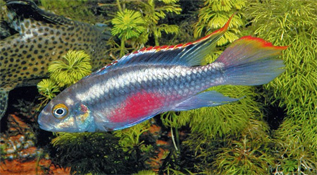    (Pelvicachromis pulcher).