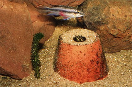         (Pelvicachromis pulcher)  ,     .