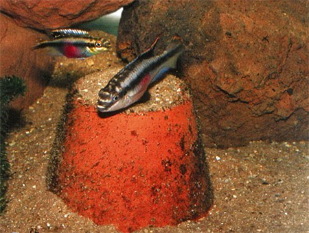      (Pelvicachromis pulcher)    .      .