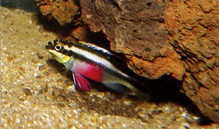     (Pelvicachromis pulcher)   ,  «»    .
