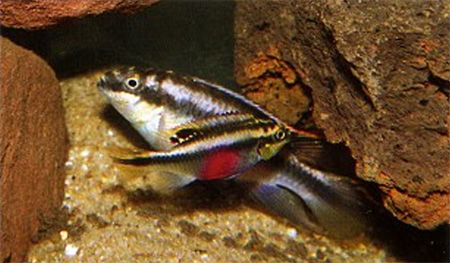    (Pelvicachromis pulcher)  :     .
