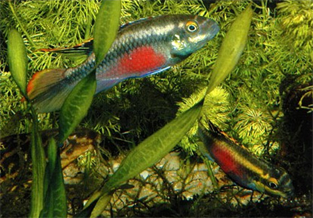      (Pelvicachromis pulcher).       .