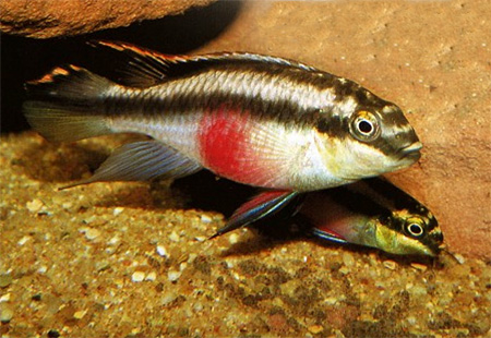     (Pelvicachromis pulcher)   