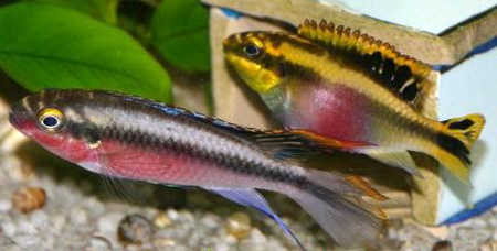 -,     (Pelvicachromis pulcher)