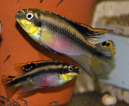 -,     (Pelvicachromis pulcher)