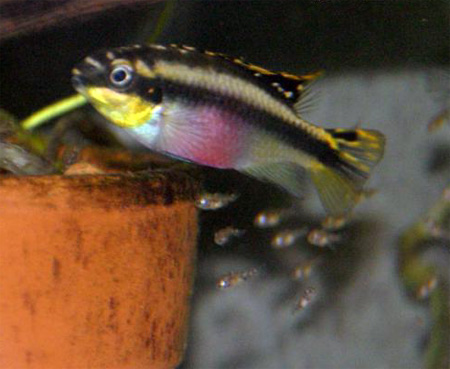   (Pelvicachromis pulcher). 