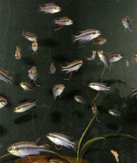   (Pelvicachromis pulcher).  