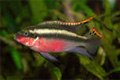  : -, ,    (Pelvicachromis pulcher)