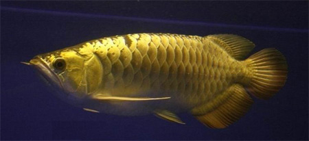 Платиновая арована – самая дорогая аквариумная рыбка