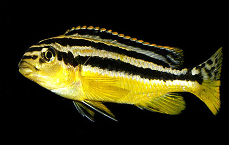  ,   (Melanochromis auratus)