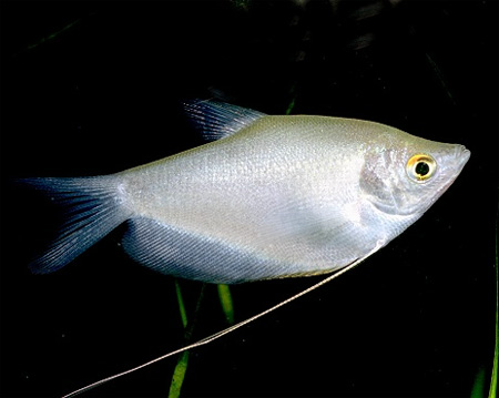   (Trichogaster microlepis)