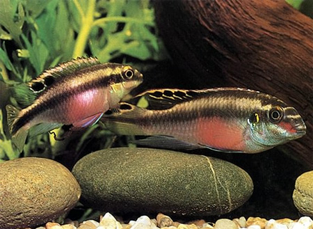  (Pelvicachromis pulcher, Pelvicachromis kribensis)