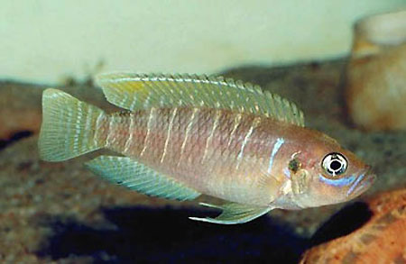    (Neolamprologus brevis)