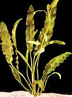  ,  (Aponogeton stachysporus, undulatus). 
 .  