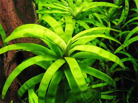   (Eichornia diversifolia)