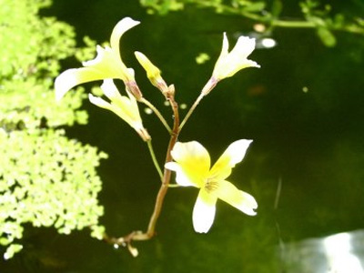    (Hydrotriche hottoniiflora)