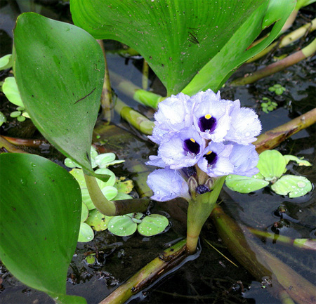     (Eichhornia azurea, eichhornia aquatica)