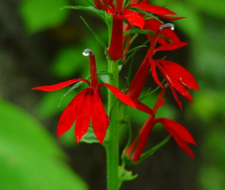    - (Lobelia cardinalis)