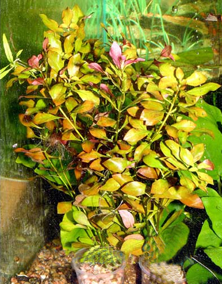   (Ludwigia palustris)