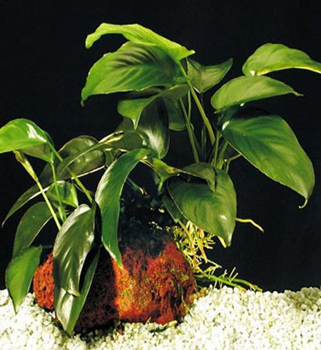   "" (Anubias barteri var. "Coffeefolia")
