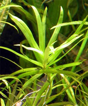   (Heteranthera zosterifolia). 
 .  