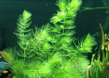 ТОП-10 лучших аквариумных водорослеедов