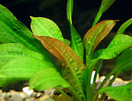   (Echinodorus mucronatum). 
 .  