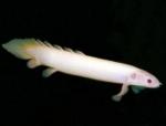    (Polypterus senegalus var. albino), S