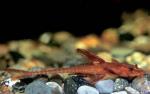   (Rineloricaria sp. "red"), M