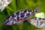   (Nimbochromis venustus, Haplochromis venustus), L