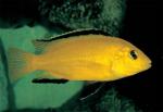   -  (Labidochromis caeruleus var."Yellow"), S