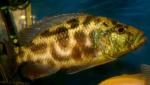   (Nimbochromis livingstonii, Haplochromis  livingstonii), S