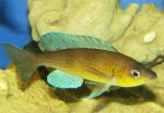 ,   (Cyprichromis leptosoma), M