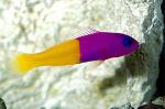   (Pseudochromis paccagnellae), M
