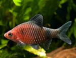   (Puntius nigrofasciatus, Barbus nigrofasciatus), S