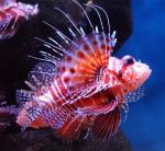  , ,  ,   ,  - (Pterois mombasae), M