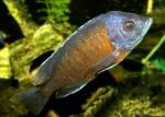  "" (Copadichromis borleyi sp. "Kadango", Haplochromis borleyi sp. "Kadango"),