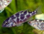  ,   ,    (Nimbochromis venustus, Haplochromis  venustus), S