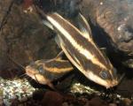   (Platydoras costatus), M