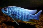   (Sciaenochromis ahli, Haplochromis ahli), S