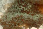    (Entacmaea quadricolor, Physobrachia ramsayi), S 
