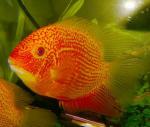   " " (Heros severum var. "Red pearl"), S 