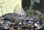 , -  (Hypostomus plecostomus, Plecostomus plecostomus), L 