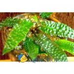   (Cryptocoryne hudoroi), L 