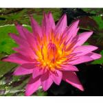      (Nymphaea Queen of Siam pink), M 