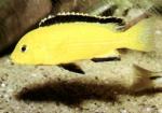   -  (Labidochromis caeruleus var. "Yellow"), XXL 