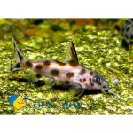   (Synodontis sp.  S.sp.), XL 