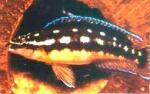    (Julidochromis transcriptus), M 